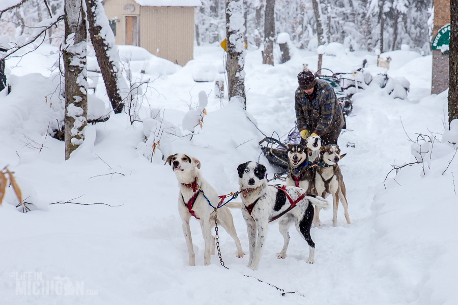 Dog sledding in Michigan's Upper Peninsula Life In Michigan