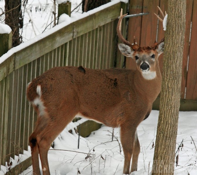 Michigan White Tailed Deer