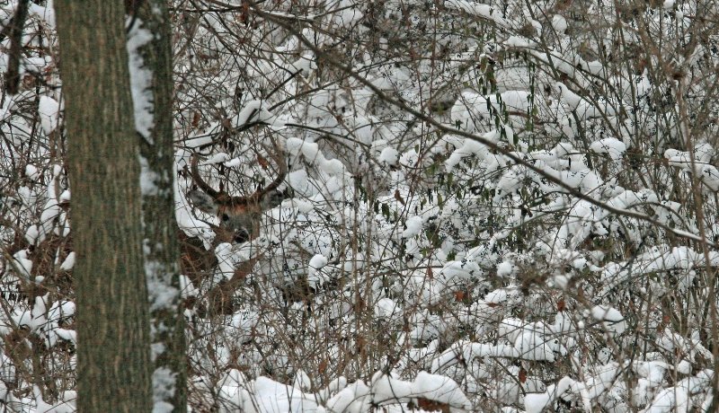 Michigan White Tailed Deer