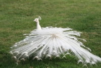 Albino peacock!