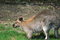 Wallaby enjoying some greens