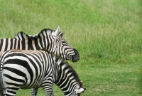 Zebras on parade
