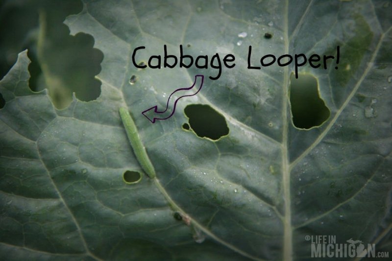 Garden Apocalypse - The Cabbage Looper Invasion - Life in Michigan