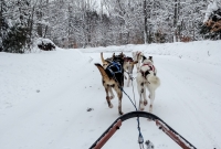Dogsledding Munising - U.P. Winter - 2014 - 21