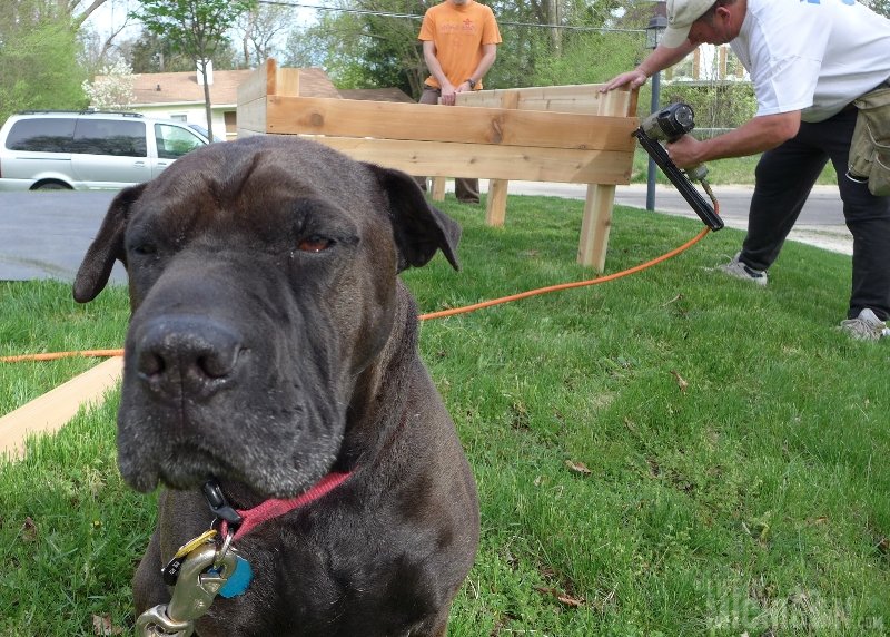 Crazy Charlie's Pickle Patch - A Raised Garden Bed – Life In Michigan