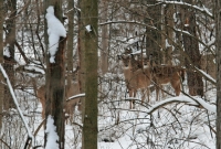 Michigan White Tailed Deer Herd