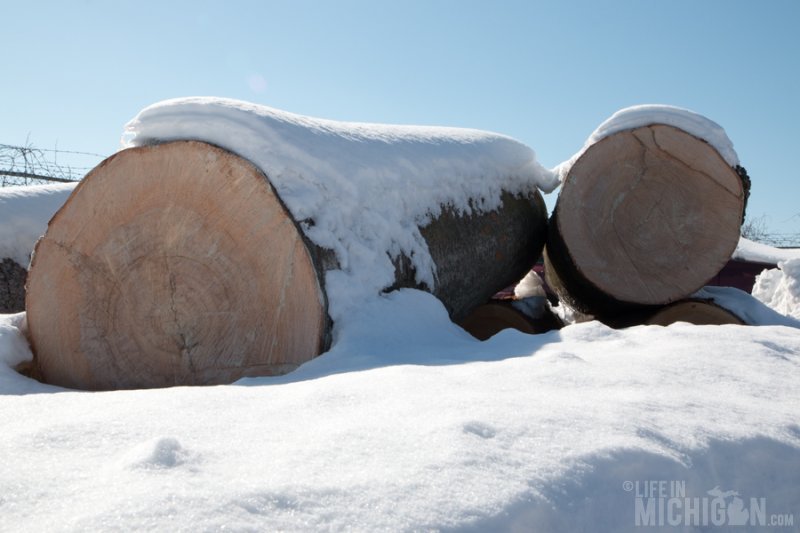 Tree Purposed Detroit - Maple logs