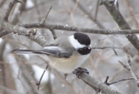 Chickadee after his meal