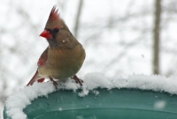 Mrs. Cardinal at the bird bath
