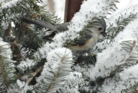 Tufted Titmouse in the tree