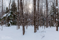 Yellow Dog River Snowshoe - U.P. Winter - 2014 -1