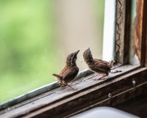 Spring - House Wrens Chicks - 2015-1