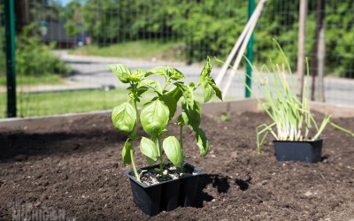Spring Gardening: Tattoos and Tomatoes